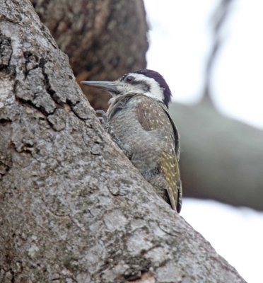 Bearded Woodpecker - female_3685.jpg