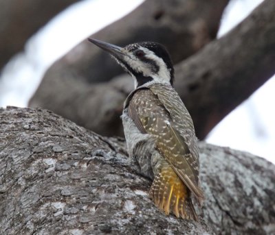 Bearded Woodpecker - female_3694.jpg