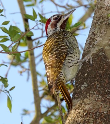 Bennett's Woodpecker - female_9481.jpg