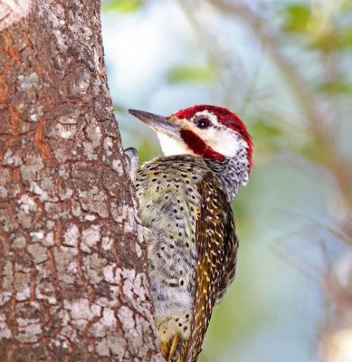 Bennett's Woodpecker - male_9476.jpg