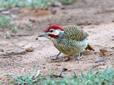 Bennett's Woodpecker - male_9725.jpg