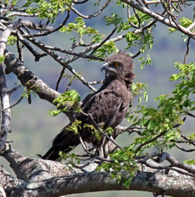 Brown Snake Eagle_4705.jpg