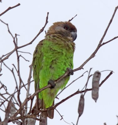 Brown-headed Parrot_4364.jpg