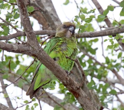 Brown-headed Parrot_5043.jpg