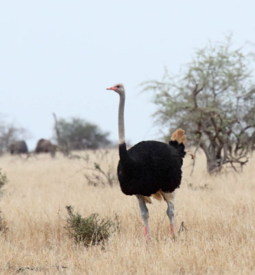 Common Ostrich - male_3923.jpg