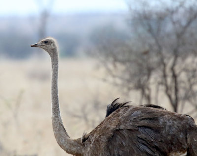 Common Ostrich - female_3969.jpg