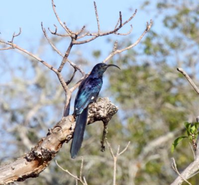 Common Scimitarbill_8649.jpg