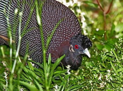 Southern Crested Guineafowl_2803.jpg