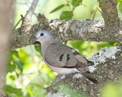 Emerald-spotted Wood Dove_4961.jpg