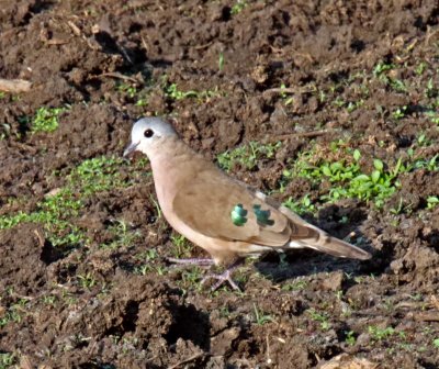 Emerald-Spotted Wood Dove_9947.jpg