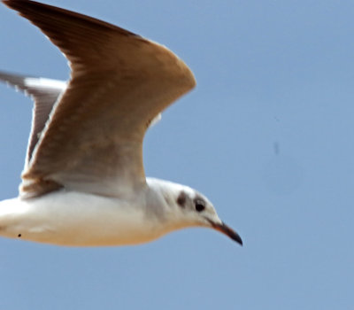 Gray-headed Gull - juvenile_8398.jpg