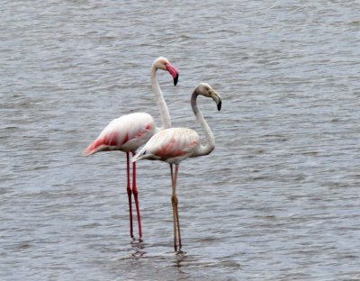 Greater Flamingo_8181.jpg