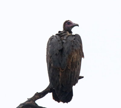 Hooded Vulture_2614.jpg