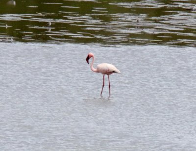 Lesser Flamingo_7947.jpg