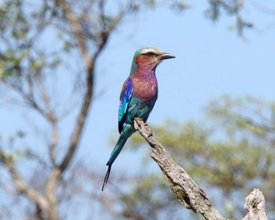 Lilac-breasted Roller_6540.jpg