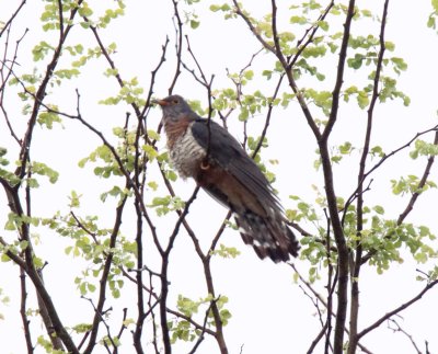 Red-chested Cuckoo_2649.jpg