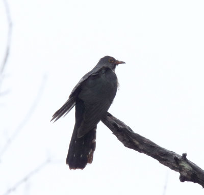 Red-chested Cuckoo_2673.jpg
