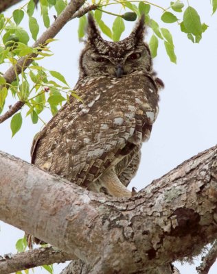 Spotted Eagle-Owl_7914.jpg