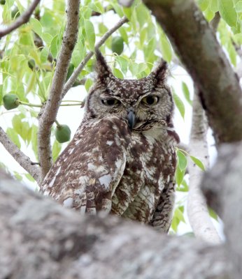Spotted Eagle-Owl_7935.jpg