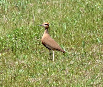 Coursers and Pratincoles