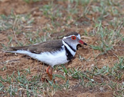 Three-banded Plover_9186.jpg