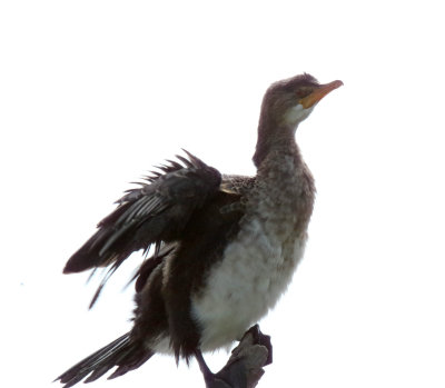 White-breasted Cormorant - juvenile_9255.jpg