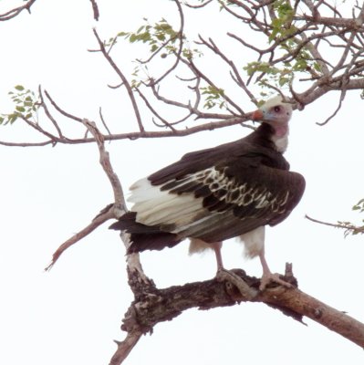 White-headed Vulture_1595.jpg