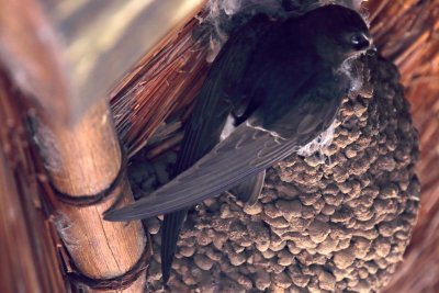 White-rumped Swift at nest_4582.jpg