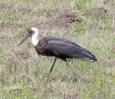 African Woolly-necked Stork_1324.jpg
