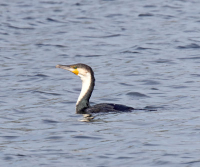 White-breasted Cormorant - adult_7655.jpg 