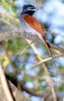 African Paradise Flycatcher - male_9581.jpg