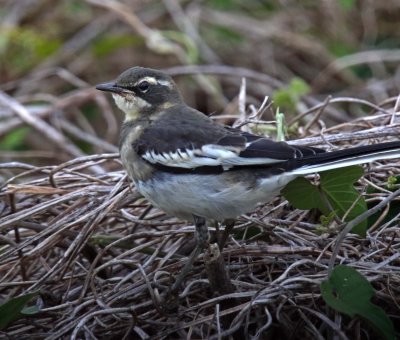 African Pied Wagtail_9743.jpg
