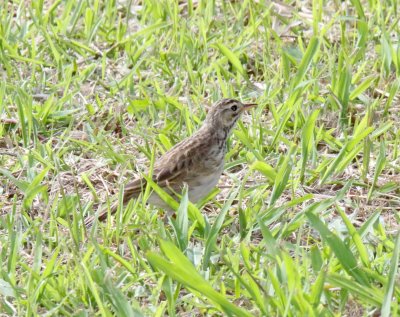 African Pipit_9284.jpg