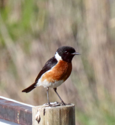 African Stonechat - male_7502.jpg