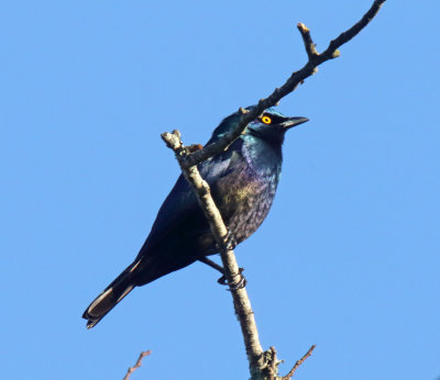 Black-bellied Starling_1081.jpg