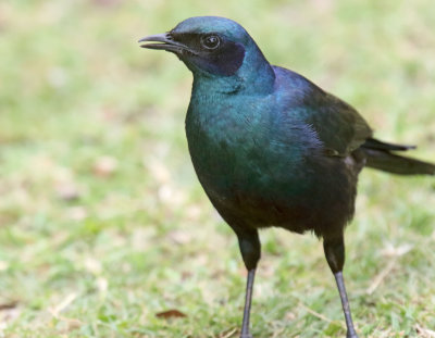 Burchell's Starling_3463.jpg