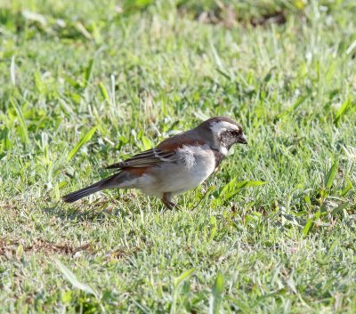 Cape Sparrow - male_7462.jpg