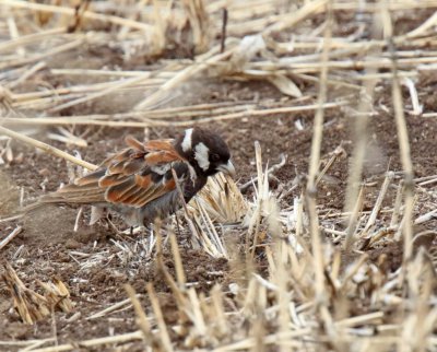 Chestnut-backed Sparrow-Lark - male_4618.jpg