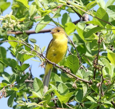 African Yellow Warbler_7844.jpg