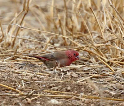 Red-billed Firefinch - male_4500.jpg