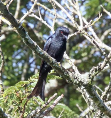 Fork-tailed Drongo_0767.jpg