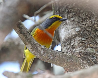 Orange-breasted Bush-shrike - male_9099.jpg