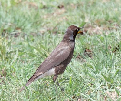 Pied Starling_8108.jpg