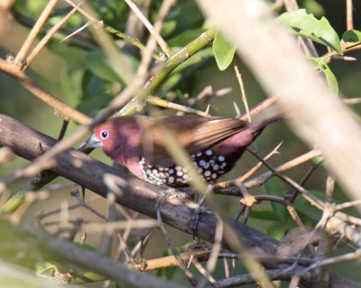 Pink-throated Twinspot - male_7074.jpg