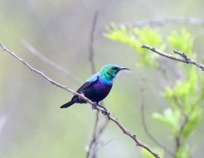 Purple-banded Sunbird - male blog_7574.jpg