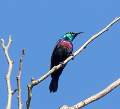 Purple-banded Sunbird - male_3602.jpg