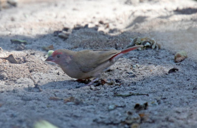 Red-billed Firefinch - juvie male_5795.jpg