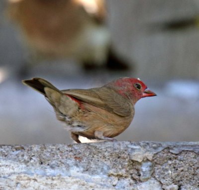Red-billed Firefinch - male_6784.jpg