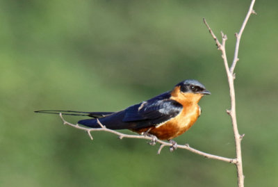 Red-breasted Swallow_4160.jpg
