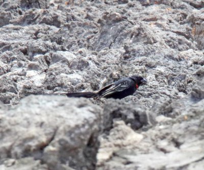 Red-collared Widowbird - male_0346.jpg